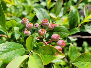 Blueberry, Blueberry fruit, Blueberry tree