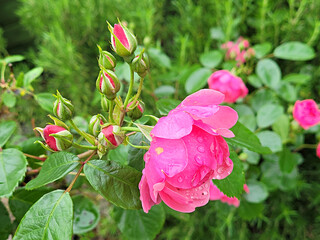 rose flowers, pink rose flowers