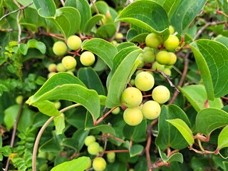 Berchemia berchemiaefolia, Berchemia berchemiaefolia fruit, Fruit, leaf