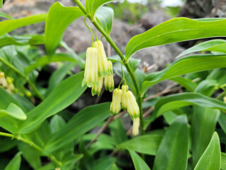 flower, field flowers, flowers blooming in the wild
