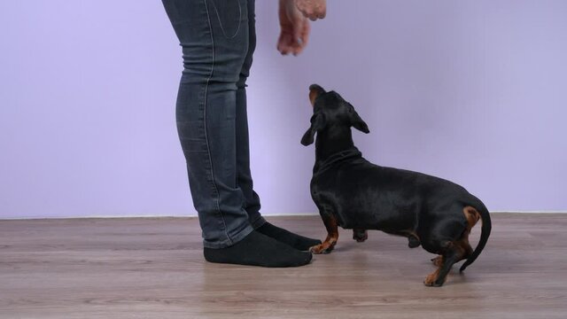 Handler gives dachshund dog treat as reward for correctly executing command during training, close up. Positive reinforcement teaching techniques are more effective in educating good behavior of pet
