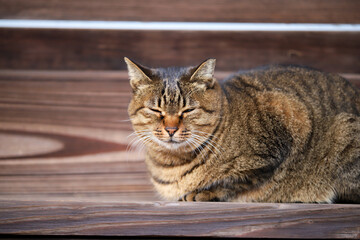 本満寺の猫