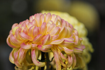 大輪の菊の花