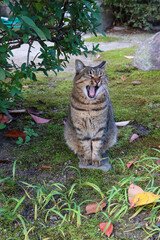 本満寺の境内で出会った猫