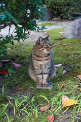 本満寺の境内で出会った猫