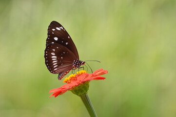 Beautiful brown white butterfly on an orange flower, macro with beauty bokeh.