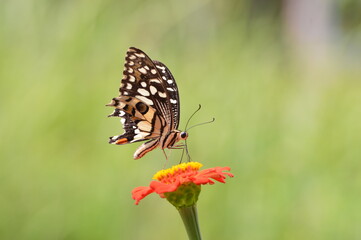 Beautiful butterfly on an orange flower in spring summer morning light on nature