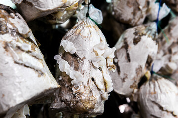 mushrooms indoor plantation, cultivation