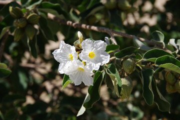 Obraz na płótnie Canvas Close-up view of the white blossoms of an Anacahuita Mexican Olive Cordia boissieri tree