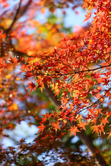 日本楓の紅葉