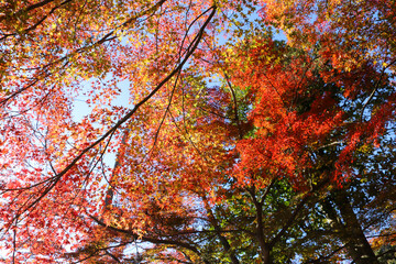 Fototapeta premium 日本楓の紅葉