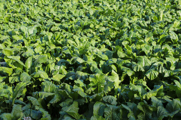 上賀茂のすぐき畑