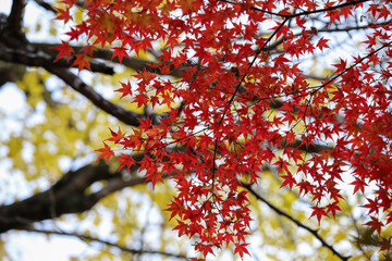 日本楓の紅葉