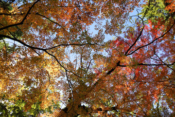 日本楓の紅葉