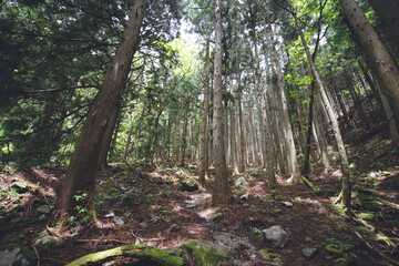 杉並木, 小女郎峠, 蓬莱山トレッキング