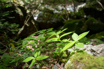 高山植物, 小女郎峠, 蓬莱山トレッキング