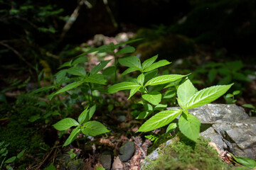 高山植物, 小女郎峠, 蓬莱山トレッキング