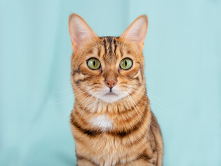 Pensive bengal cute cat with green eyes