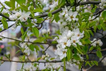 White flowers and green leaves of fruit tree