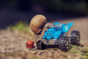 A grape snail on a blue toy ATV. Selective focus on the snail's head.