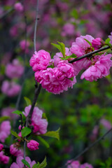 Obraz premium Pink spring flowers on dark background