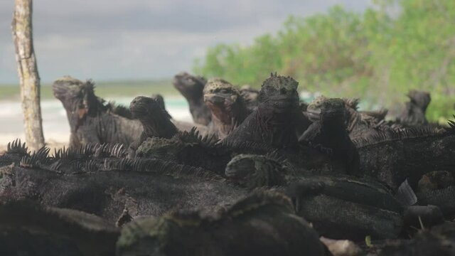 massive marine iguanas group by seaside, Amblyrhynchus cristatus, Galapagos
