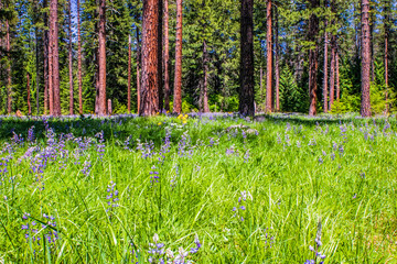 Forest wildflowers on a sunny spring day
