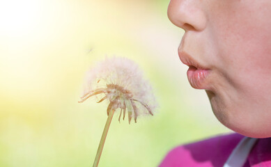 Selective focus.A 12-year-old girl blows the fluff off a dandelion.