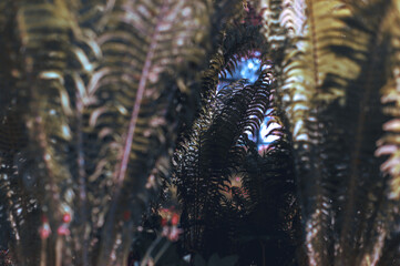 fern in the forest in the rays of the summer sun