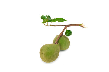 Santol fruit isolated on white background.
