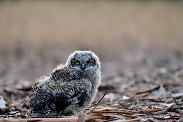 Owlet of Great-horned Owl, aka Bubo virginianus