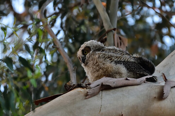 Owlet of Great-horned Owl, aka Bubo virginianus