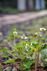 Obraz premium 晴れた日の庭に咲いた小さな白いキイチゴの花。