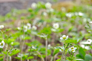 晴れた日の庭に咲いた小さな白いキイチゴの花。