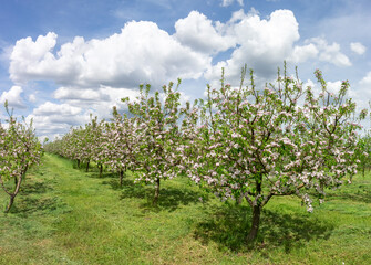 Fototapeta na wymiar Row of flowering apple trees in the garden. Spring landscape on a sunny warm day.
