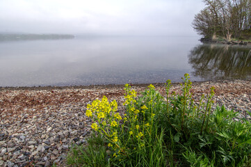 雲に霞む湖の畔に咲いた黄色い菜の花。日本の北海道の屈斜路湖。