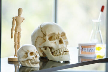 Fake skulls and equipments on shelf in laboratory