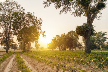 Close-up cassava green leaf and light of sun with blue sky.