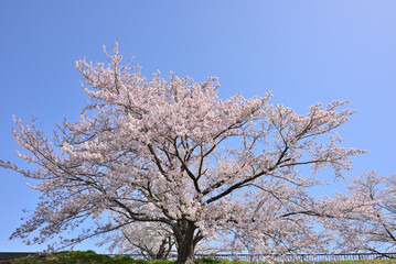 三重県伊勢市　宮川堤の桜