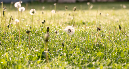morning sunny lawn with dandelions with dewdrops, horizontal.
