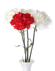 Beautiful carnation flowers on white background