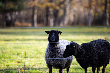 Sheeps are looking at you