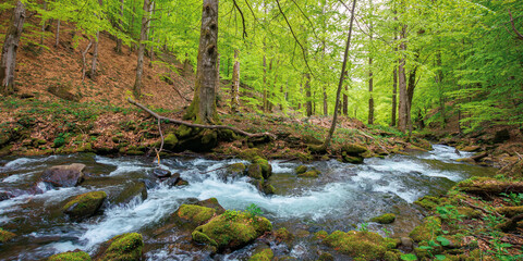beautiful scene in a birch forest with river stream