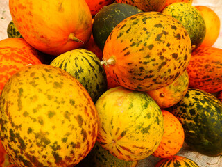 bright fresh dosakaya cucumber