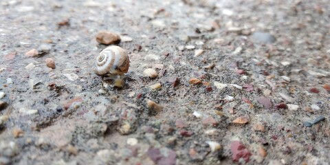 snail on the sands
