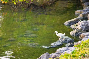 Obraz premium Birds in the Indian River in Indialantic Florida at sunset