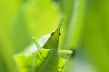 The northern grass pyrgomorph (Atractomorpha similis)