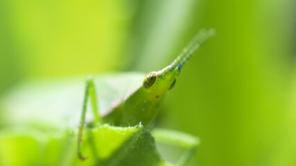 The northern grass pyrgomorph (Atractomorpha similis)