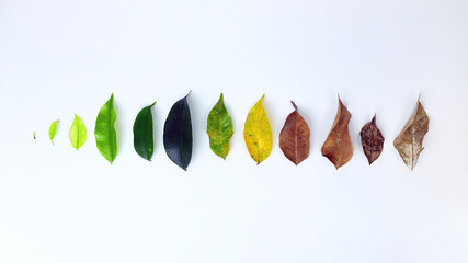 Different stages of life. Life cycle. Aging, Growth, Death. Phases of Life. Leaves of different age...