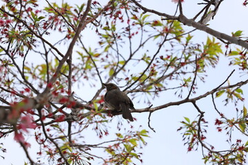 春の公園に咲くサクラの枝に止まるヒヨドリ